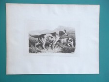 TWO SETTERS Dogs - 1810