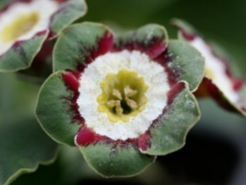 Primula auricula minley - auricula,