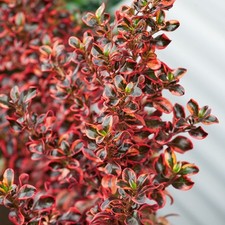 2 x Coprosma 'Inferno' - Stunning Mirror Evergreen shrub in 9cm pots