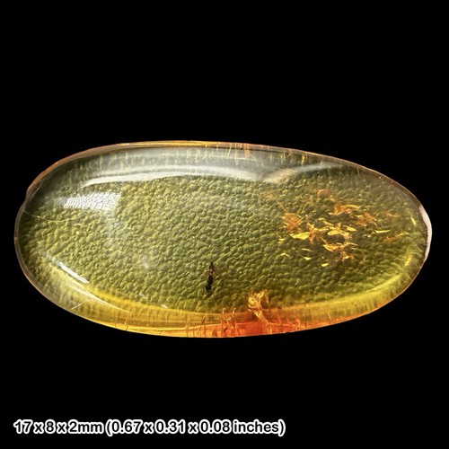 Baltic amber fossil wasp - baltic,