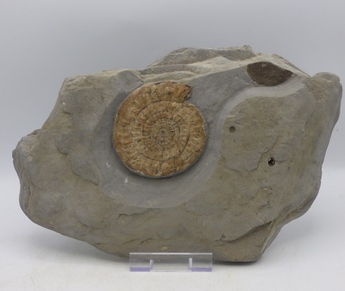 Jurassic coast fossil - fossil, ammonite