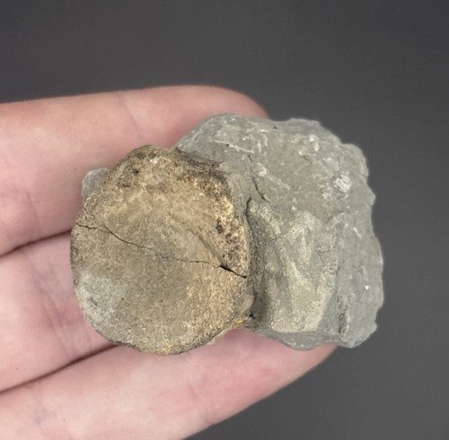 Ichthyosaur vertebra marine - ichthyosaur,
