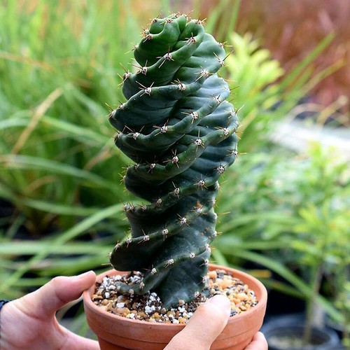15cm succulent cactus - 12-15cm, plant