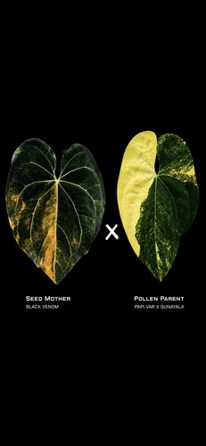 Anthurium black venom - black, x