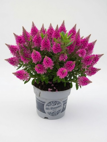 Pink flowering hebe - hebe, |