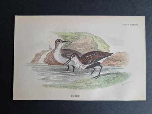 Antique print dunlin - print,
