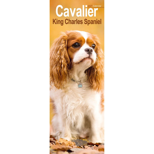 Cavalier king charles slim - king,