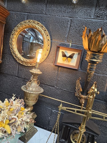Framed troides butterfly - troides,