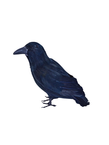 Raven black feather halloween - raven,