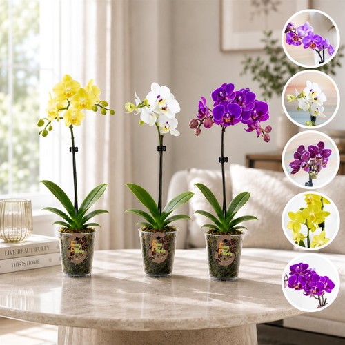 Live plant phalaenopsis moth - live,