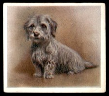 Godfrey Phillips ‘’Our Puppies” 1936 - The Dandie Dinmont Terrier No. 10