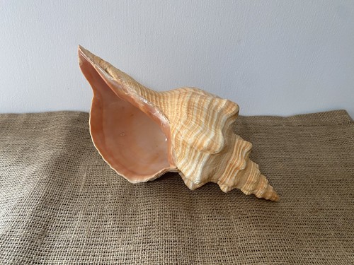 Large horse conch shell - large,