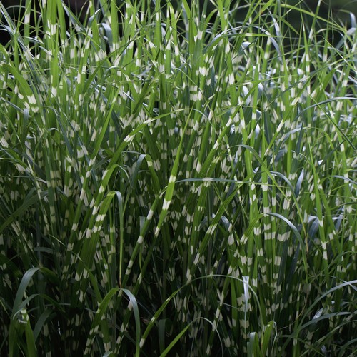 Miscanthus little zebra - 'little, zebra'