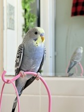 Bird budgie 