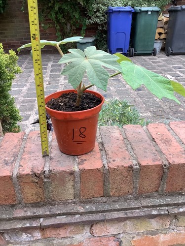 Tetrapanax