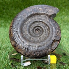 Large hildoceras ammonite
