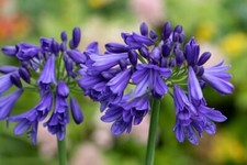 Agapanthus Blue Thunder