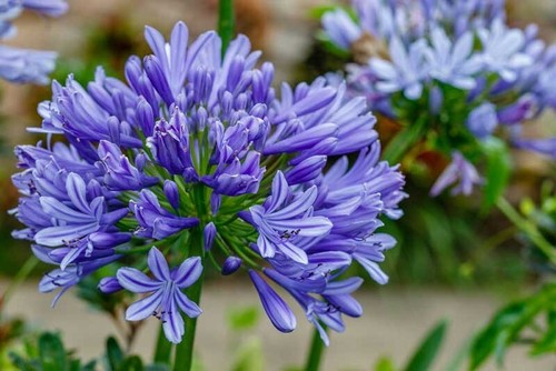 Seeds lily the nile blue - 50,
