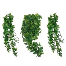 Komodo Split Philodendron