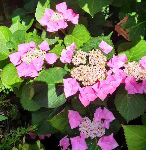 Hydrangea macrophylla - 3x,