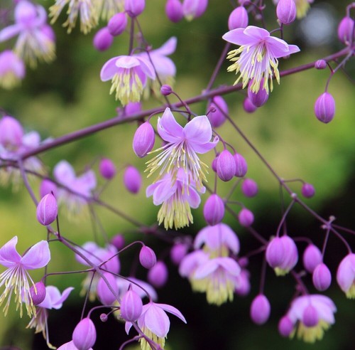 Litre thalictrum delavayi - 2, thalictrum delavayi