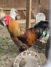 Blue Laced Red Wyandotte