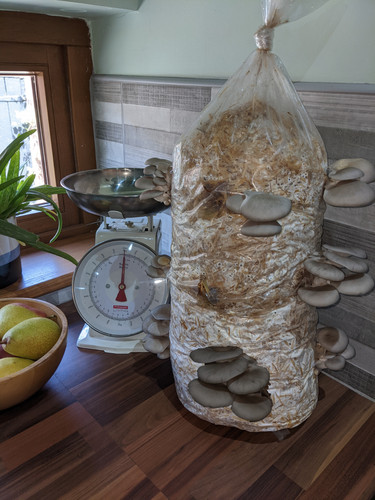 Mushroom grow kit winter - mushroom,