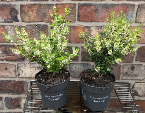 Ilex crenata luxus - x,