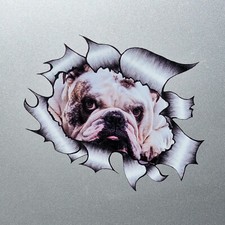 A4 Cute British Bulldog Puppy