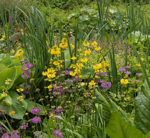 Bog garden plant mix 8 - plant,