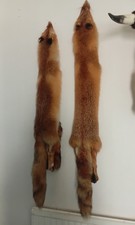 LARGE RED FOX PELT SO CUTE.