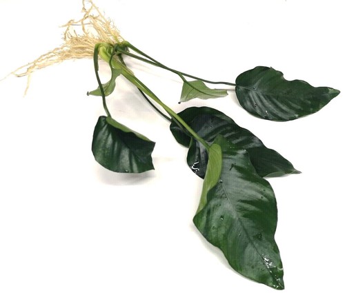 Anubias live aquarium - aquarium, plants