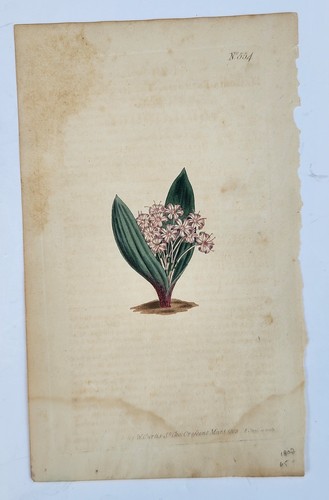 Antique engraving massonia - antique, “massonia