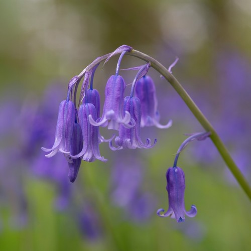 English bluebell wild - english,
