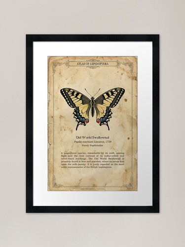 Vintage butterfly machaon - vintage,