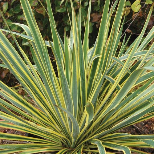 Yucca bright edge needle palm - edge,