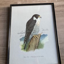 Vintage Peregrine Falcon Framed Print By David Andrews Picture 1960s
