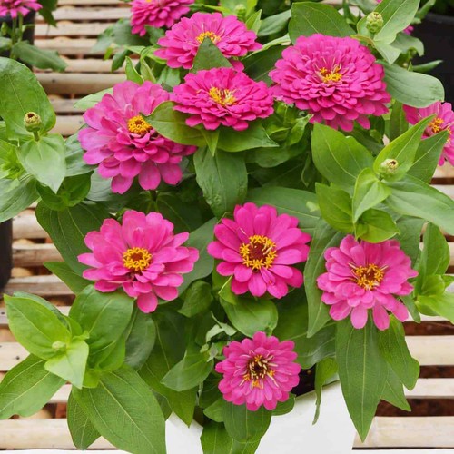 Elegans pink zinnia - pink,
