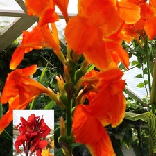 Canna Tropicana Tiger Canna Black Leaved Canna 10L (28cm) Potted Plants