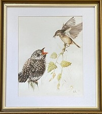 E ANDERSON Ornithological