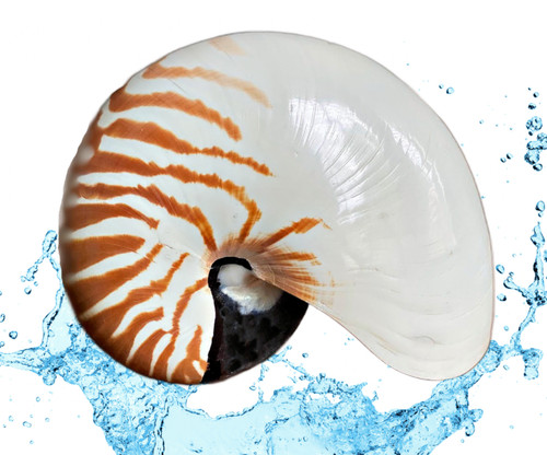 Chambered tiger nautilus - tiger,