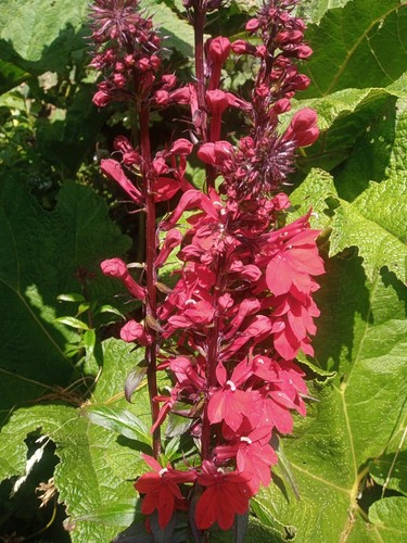 Lobelia queen victoria - lobelia,