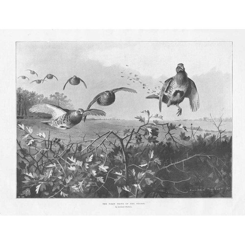 Archibald thorburn the - thorburn,