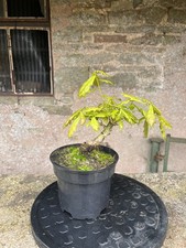 Oak  bonsai starter tree