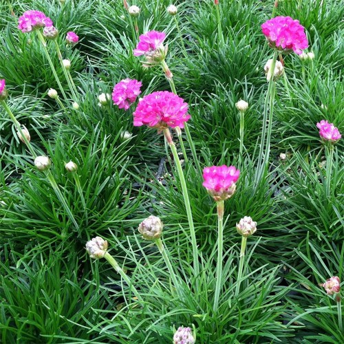 Sea thrift pink sow - pink,,