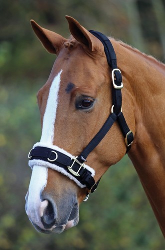 Shires lunge cavesson - shires, fleece