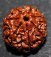 NEPALESE SEVEN 7 SAATH MUKHI FACET RUDRAKSHA RUDRAKSH HINDU POOJA PRAYER  YOGA