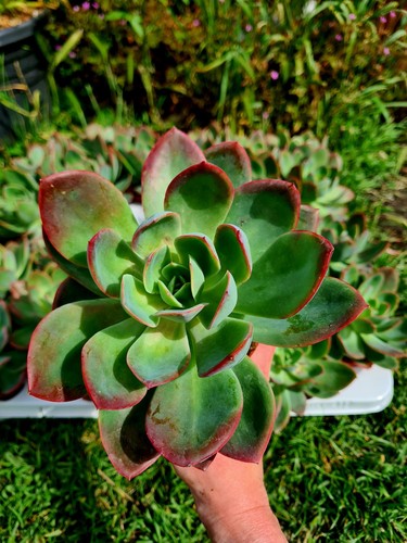 Echeveria luella pink - |,