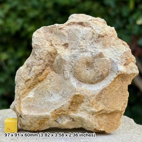 Horn park graphoceratid fossil - park,