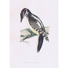 BIRDS Hairy Woodpecker - Hand